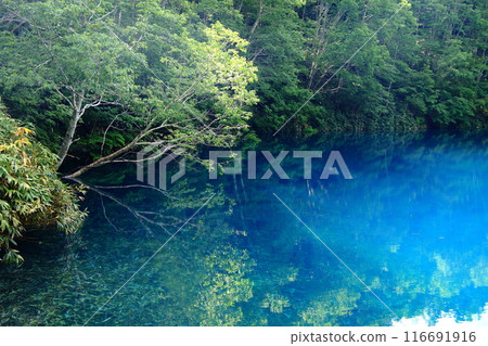 blue pond in the forest 116691916