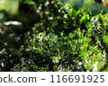 雨後的苔蘚 雨後的苔蘚 116691925