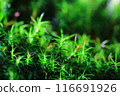 鮮綠色的苔蘚 鮮綠色的苔蘚 116691926