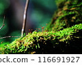 苔蘚森林 苔蘚森林 116691927