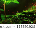 苔蘚發芽 苔蘚發芽 116691928