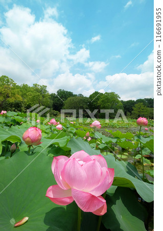 蓮花 116691955