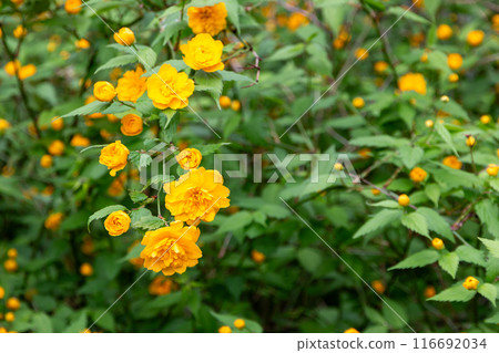 松尾泰莎的山武 116692034