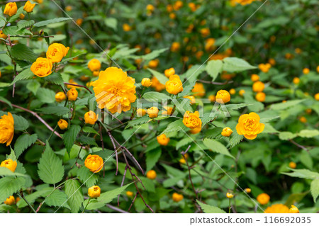 松尾泰莎的山武 116692035