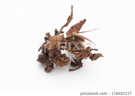 Nitobemino 蛾幼蟲和 mino 116692257