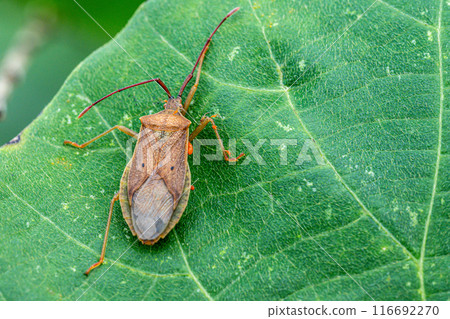 被寶蜱寄生的 Hoshiharabiroheli 臭蟲 116692270