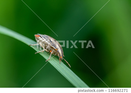 被寶蟎寄生的鵪鶉臭蟲 116692271