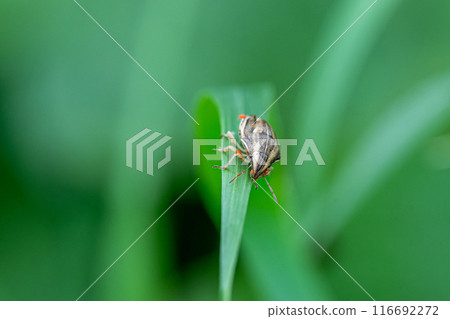 被寶蟎寄生的鵪鶉臭蟲 116692272