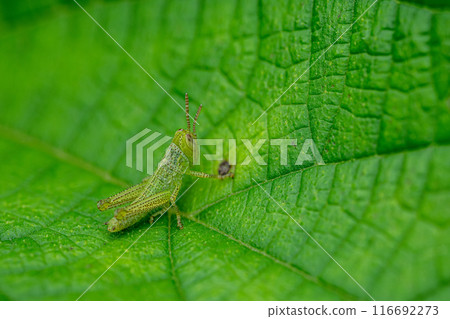 Larvae of Kobaninago Larvae of Kobaninago 116692273