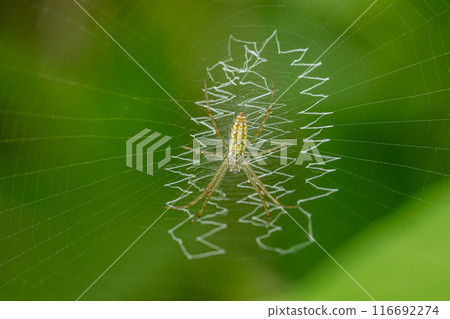 Young leafworm 116692274