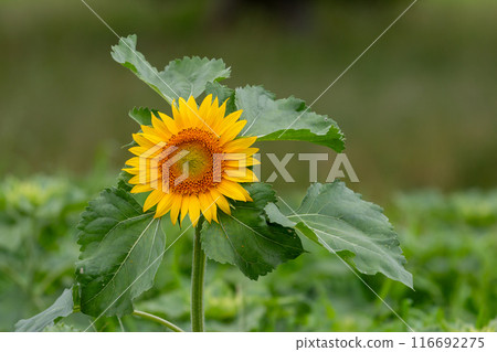 Sun Flower  116692275