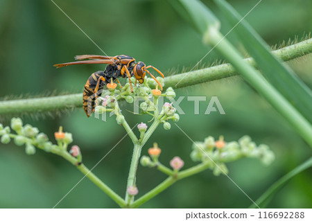 Polistes jokahamae 116692288
