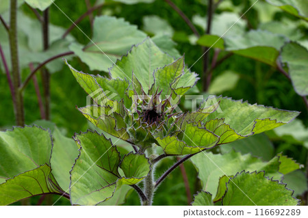 Sun flower bud Sun flower bud 116692289
