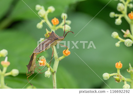 Mating of Hosho Hari bug 116692292