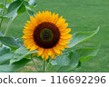 Sun Flower  116692296