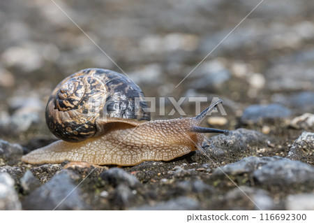 Snail (Usukawamai) Snail (Usukawamai) 116692300