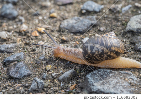 Snail (Usukawamai) Snail (Usukawamai) 116692302