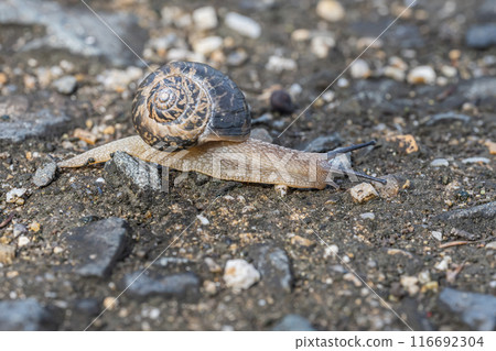 Snail (Usukawamai) 116692304