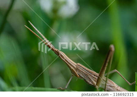 蚱蜢幼蟲（棕色型） 116692315