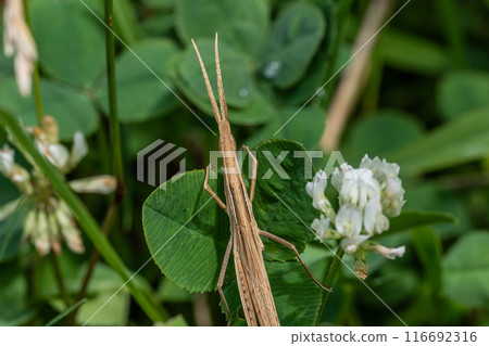 Grasshopper larva (brown type) 116692316