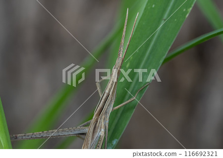 Grasshopper larva (brown type) 116692321