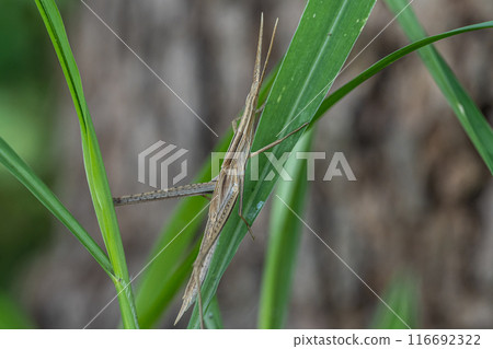 Grasshopper larva (brown type) 116692322