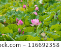 Lotus flower 116692358