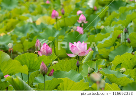 Lotus flower 116692358