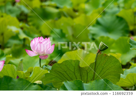 Lotus flower 116692359