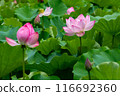 Lotus flower 116692360