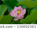 Lotus flower 116692361