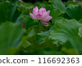 Lotus flower 116692363