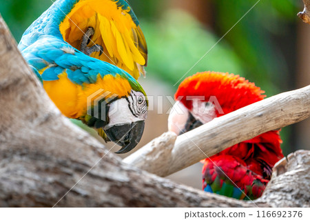 The delightful animals of Kobe Animal Kingdom The delightful animals of Kobe Animal Kingdom 116692376
