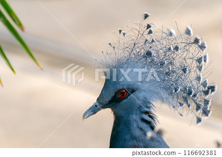 The delightful animals of Kobe Animal Kingdom 116692381