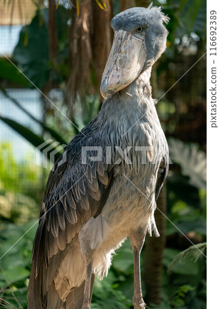 The delightful animals of Kobe Animal Kingdom 116692389