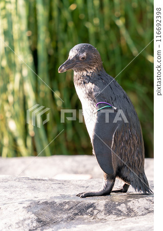 神戶動物王國的有趣動物 116692398