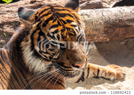 神戶動物王國的有趣動物 神戶動物王國的有趣動物 116692422