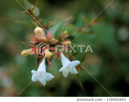 七月盛開的白色六道木花 116692603