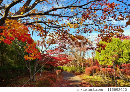 Autumn leaves at Hiraoka Jurigei Center (Midorimu) Autumn leaves at Hiraoka Jurigei Center (Midorimu) 116692620