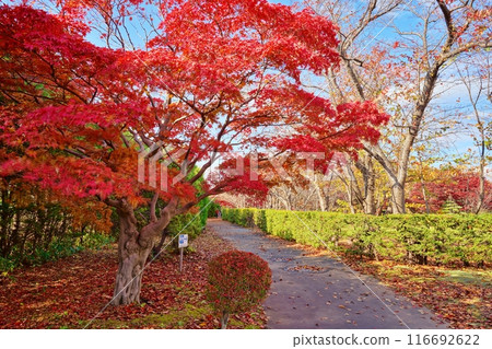 平岡樹藝術中心的秋葉（夢中） 116692622