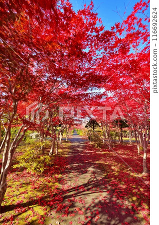 Autumn leaves at Hiraoka Jurigei Center (Midorimu) 116692624