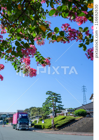 Crape myrtle flowers and the roadside station in Asahi, one of the leading livestock production areas in Western Japan Asahi Village Community Center (Asahi, Kikuchi City) Crape myrtle flowers and the roadside station in Asahi, one of the leading livestock production areas in Western Japan Asahi Village Community Center (Asahi, Kikuchi City) 116692630
