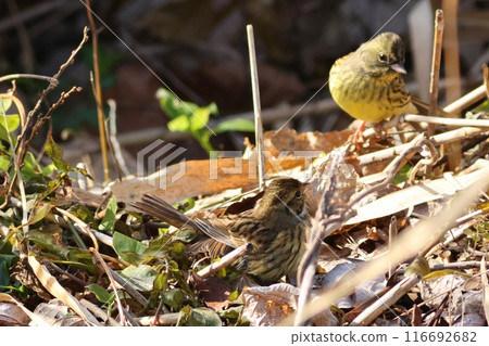 Two Japanese bush warblers moving through the dead bushes. 116692682