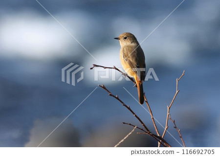 枝尖上的雌性達烏爾紅鴝，一種冬季野鳥 116692705