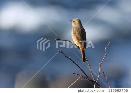 枝尖上的雌性達烏爾紅鴝，一種冬季野鳥 116692706