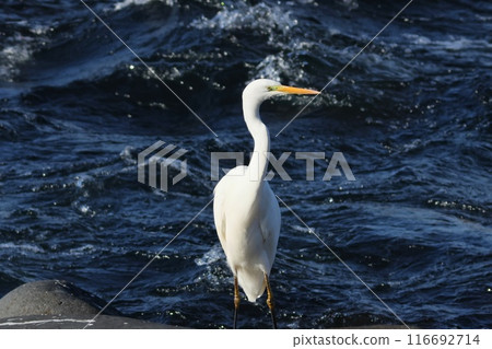 Great Egret, White Heron, Wild Birds Moving Through the River Great Egret, White Heron, Wild Birds Moving Through the River 116692714