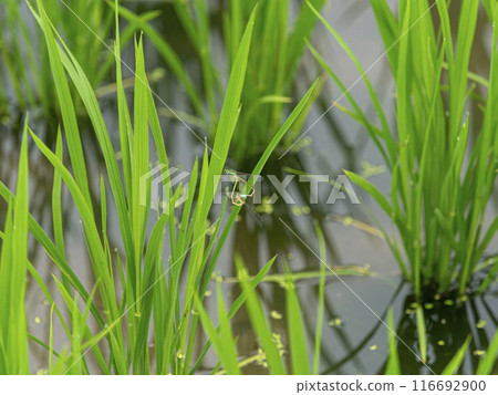 豆娘在稻苗上交配 豆娘在稻苗上交配 116692900