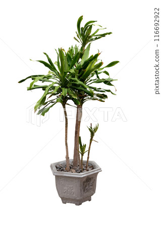 Dracaena Fragrans Flowering Plant in pot 116692922