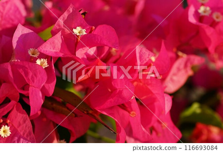 沐浴在熱帶陽光下的紅色花朵 116693084