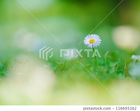 Airy Photo Early Summer Wildflowers Airy Photo Early Summer Wildflowers 116693162